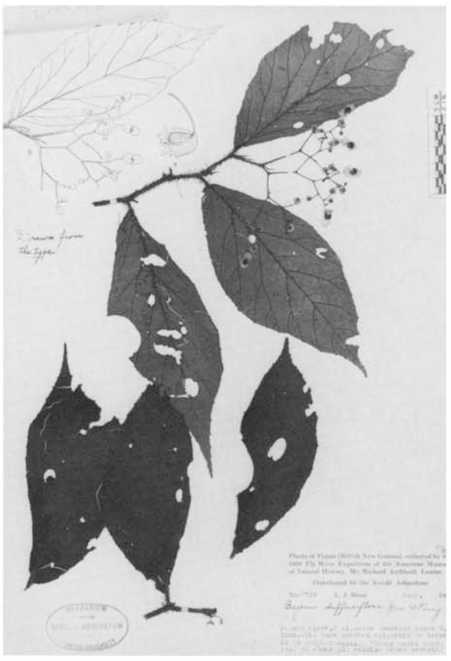 B. diffusiflora